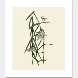 Hoya linearis in bloom Posters and Art